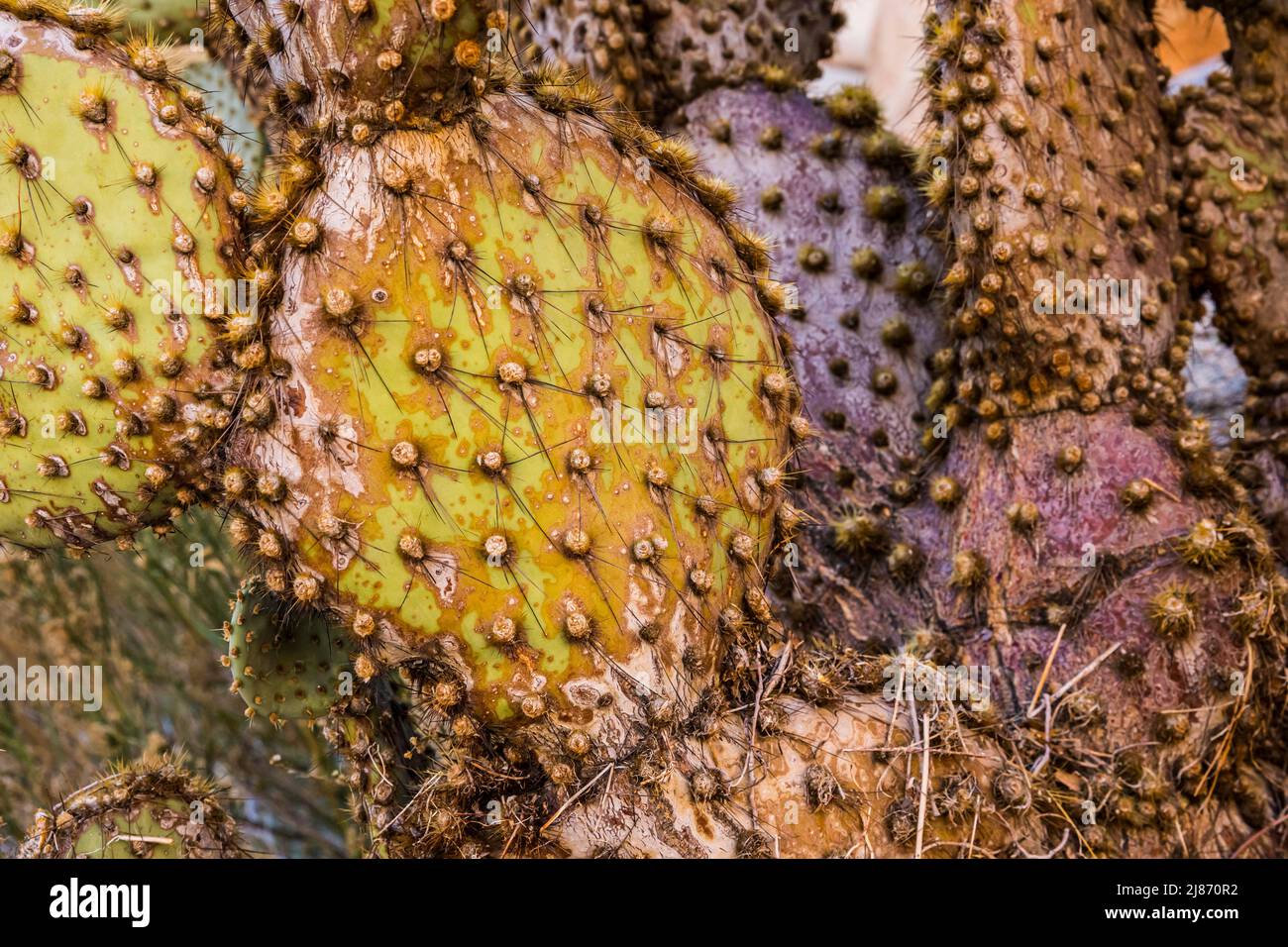 Prickly Pear Cactus in Rattlesnake Canyon, Joshua Tree National Park. Stock Photo
