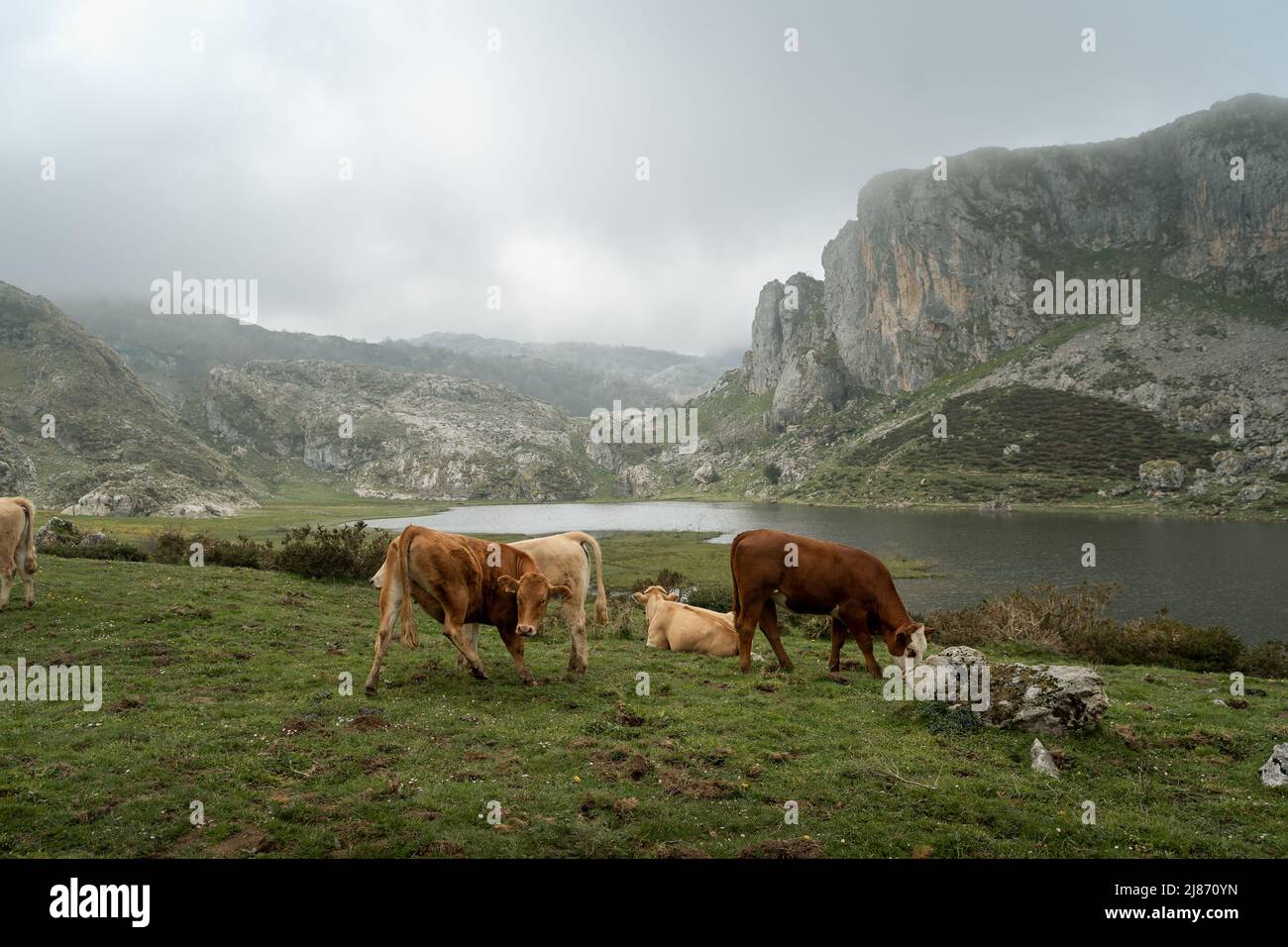 Some cows graze on a hill in covadonga with lake Ercina in the background. Picos de Europa National Park. Asturias. Spain Stock Photo