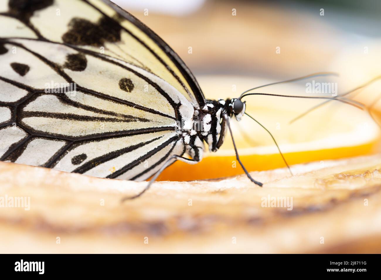 Butterfly eating Stock Photo