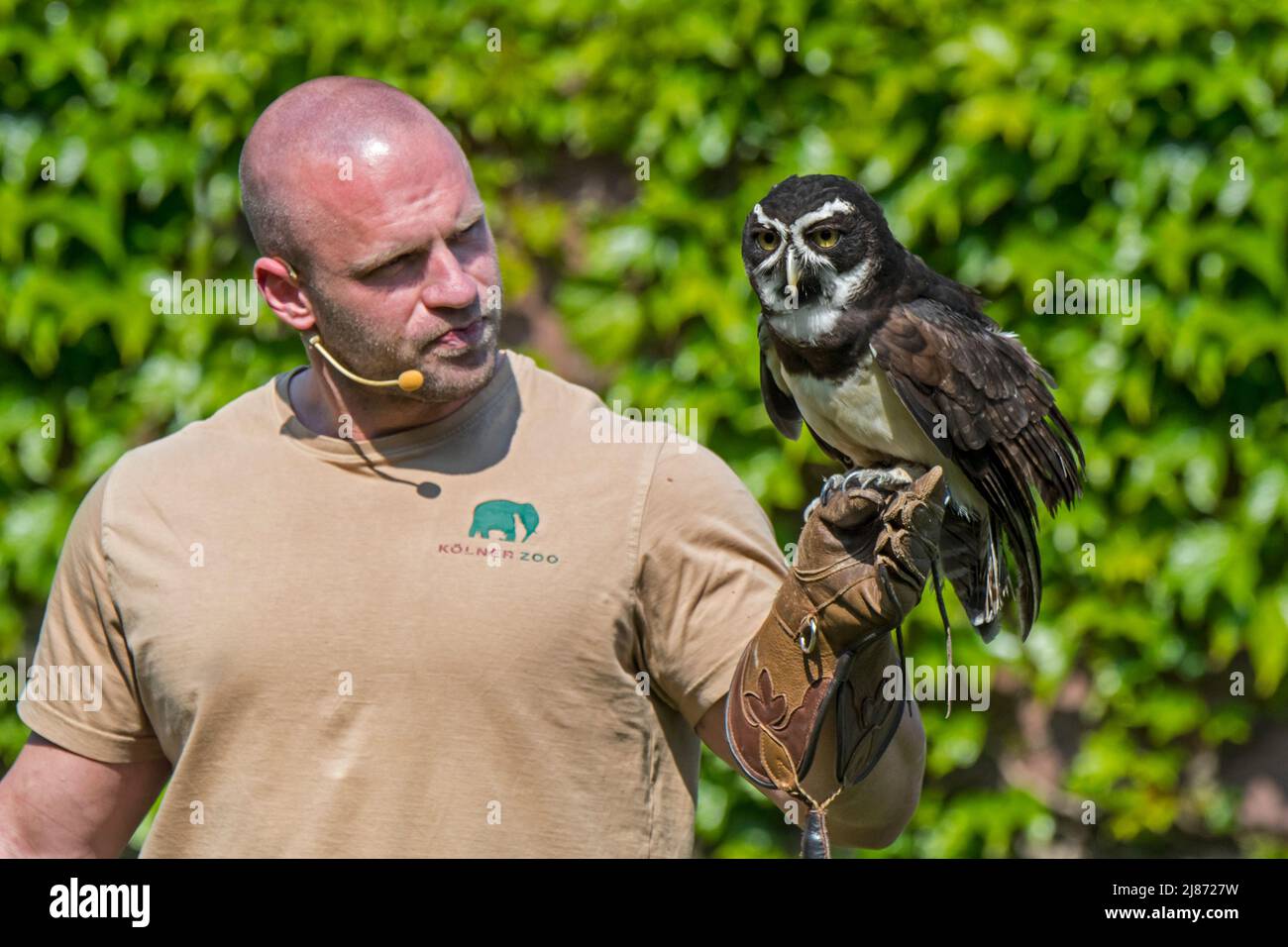 Falconer holding spectacled owl (Pulsatrix perspicillata) at the Kölner Zoo / zoo of Cologne, Germany Stock Photo