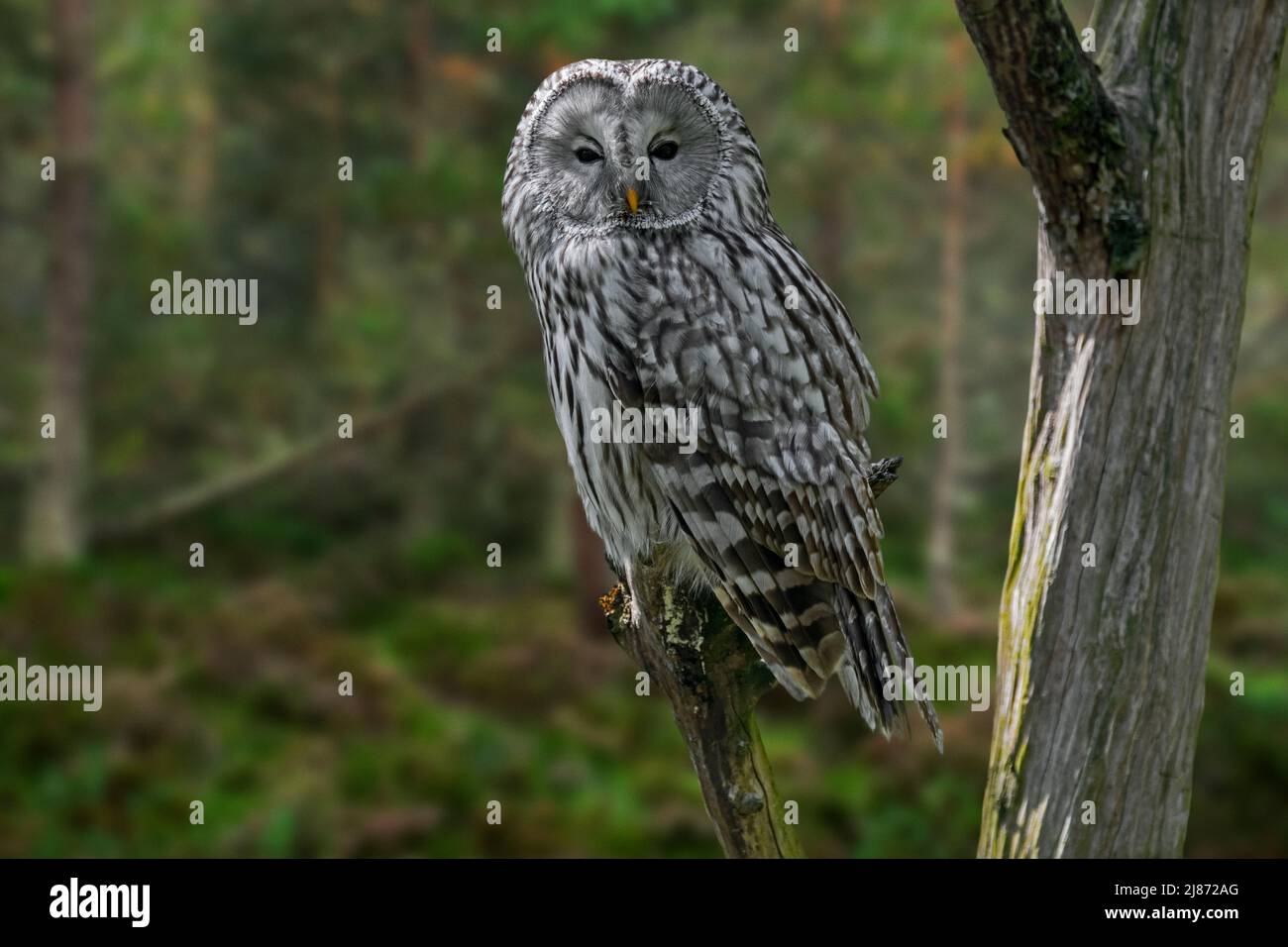 Ural owl (Strix uralensis) perched in tree in coniferous forest, native to Scandinavia, montane eastern Europe and Russia Stock Photo