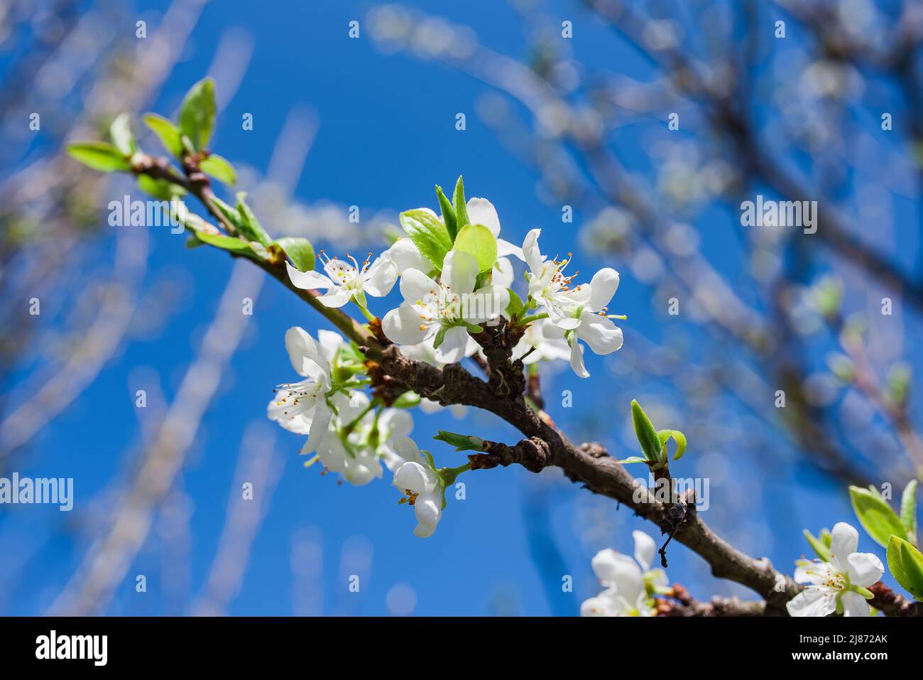 plum blossom flowers branch, spring blossom, flowering period Stock Photo