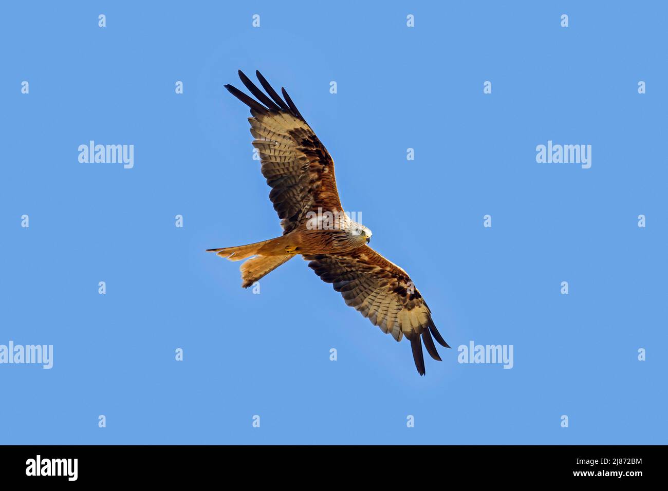 Red kite (Milvus milvus) in flight soaring against blue sky Stock Photo