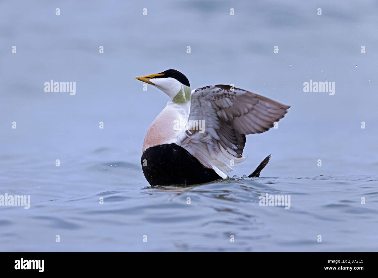 Common eider duck (Somateria mollissima) male / drake in breeding plumage flapping wings along the North Sea coast in winter Stock Photo