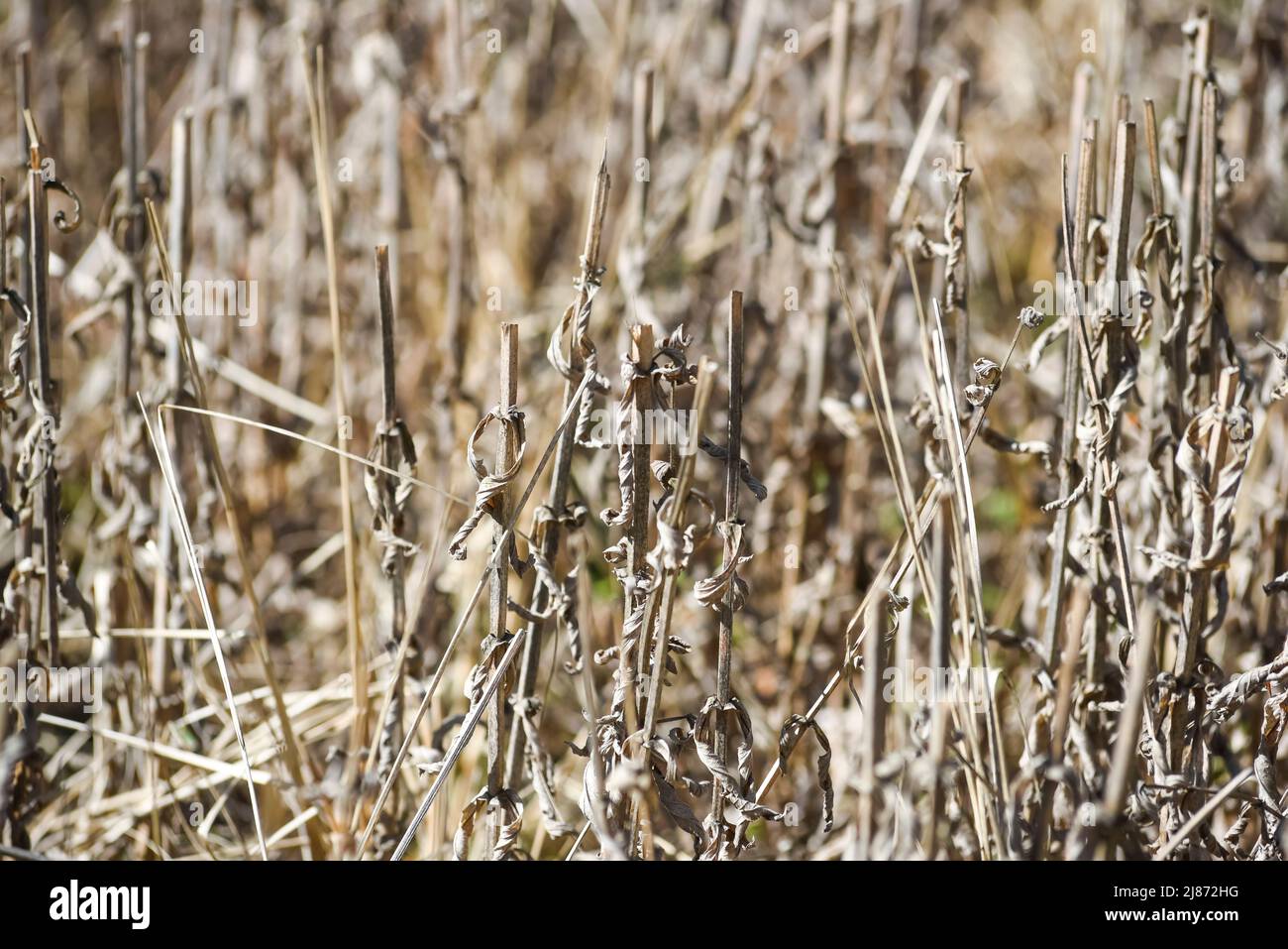Dried plants due to drought Stock Photo Alamy