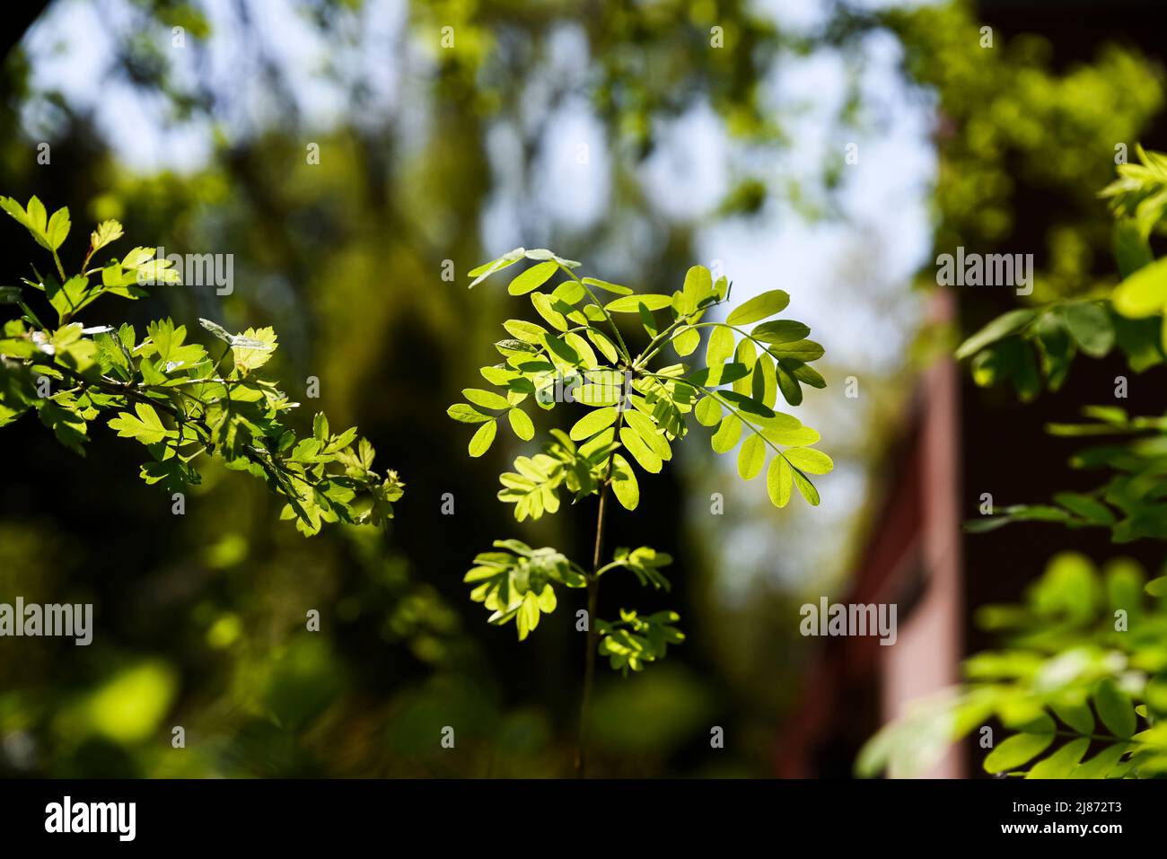 Fresh, green spring leaves on a tree in the sun Stock Photo - Alamy