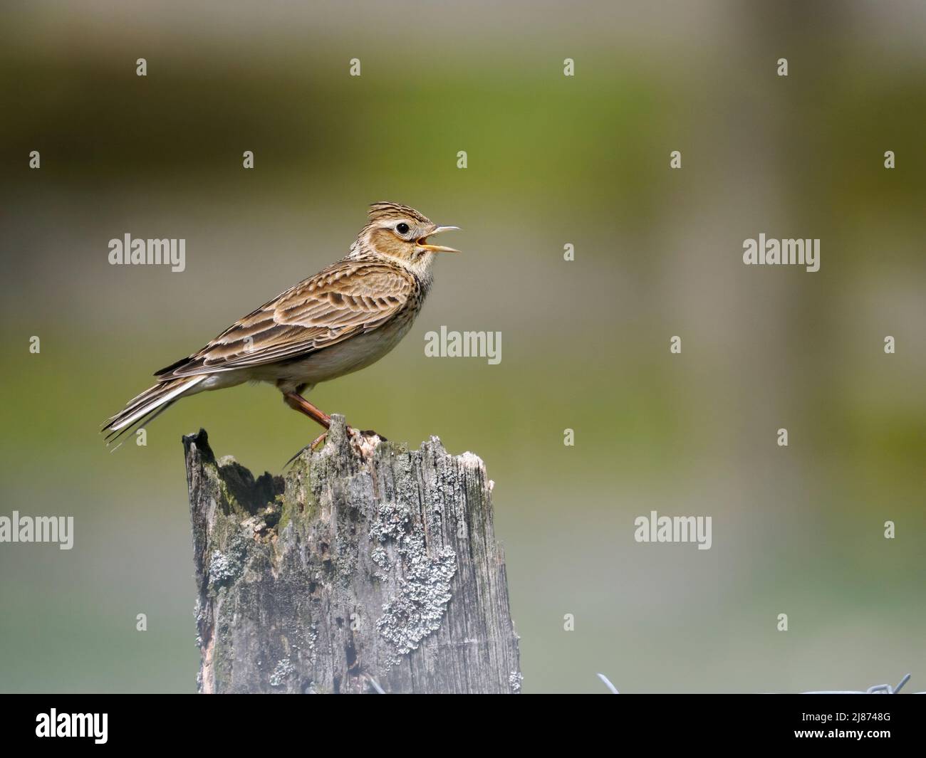 Skylark, Alauda arvensis, single bird on song post, Shropshire, May 2022 Stock Photo