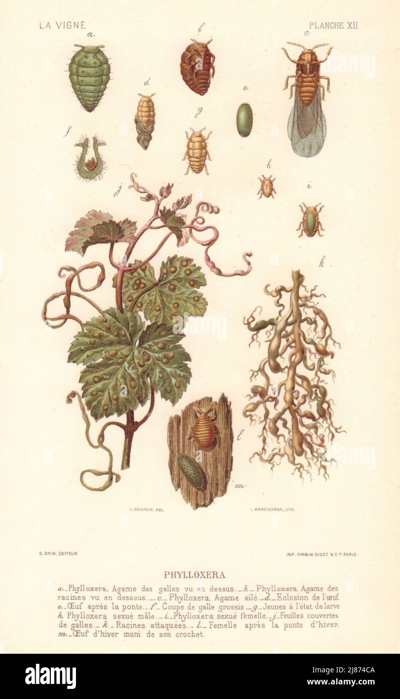 Phylloxera. Grapevine diseases. Wine 1901 old antique vintage print picture Stock Photo