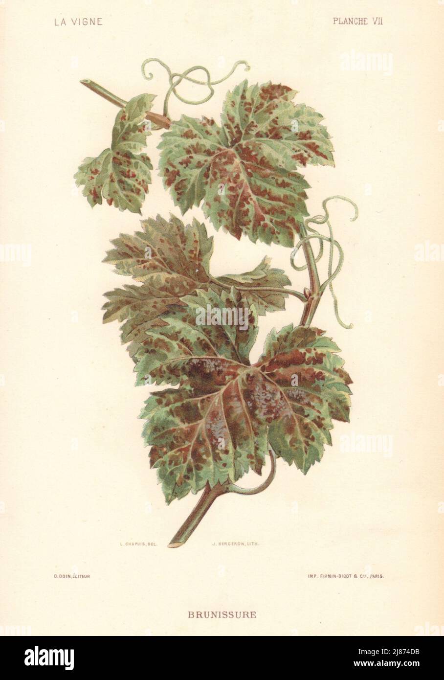 Brunissure. Plasmodiophora Vitis. Grapevine diseases. Wine 1901 old print Stock Photo