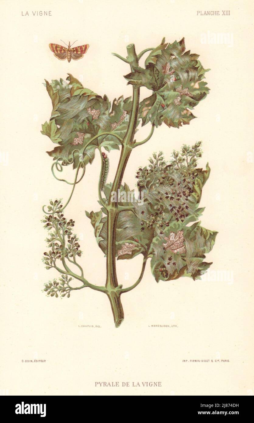 Pyrale de la Vigne. Vine moth. Grapevine diseases. Wine 1901 old antique print Stock Photo