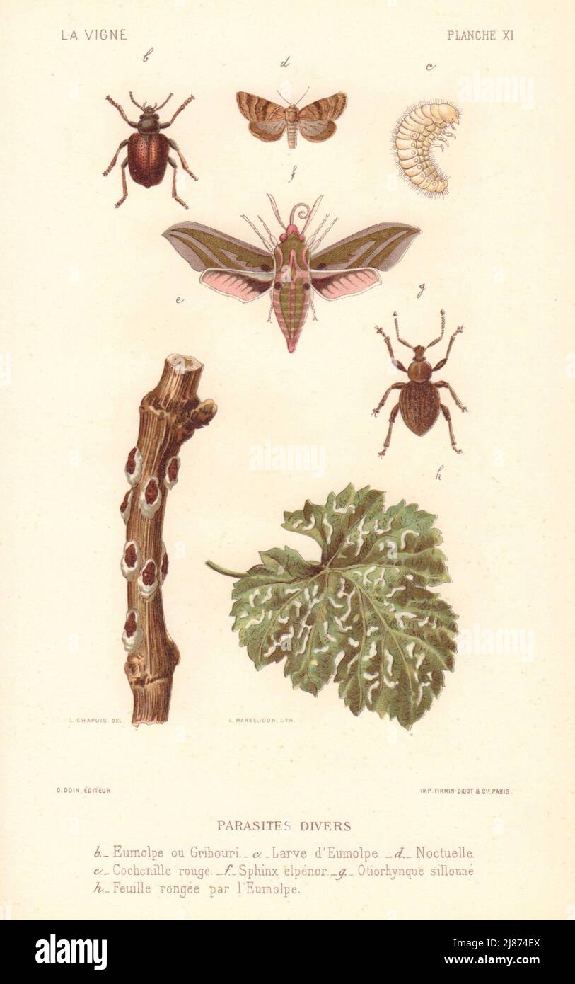 Parasites divers. Miscellaneous pests. Grapevine diseases. Wine 1901 old print Stock Photo