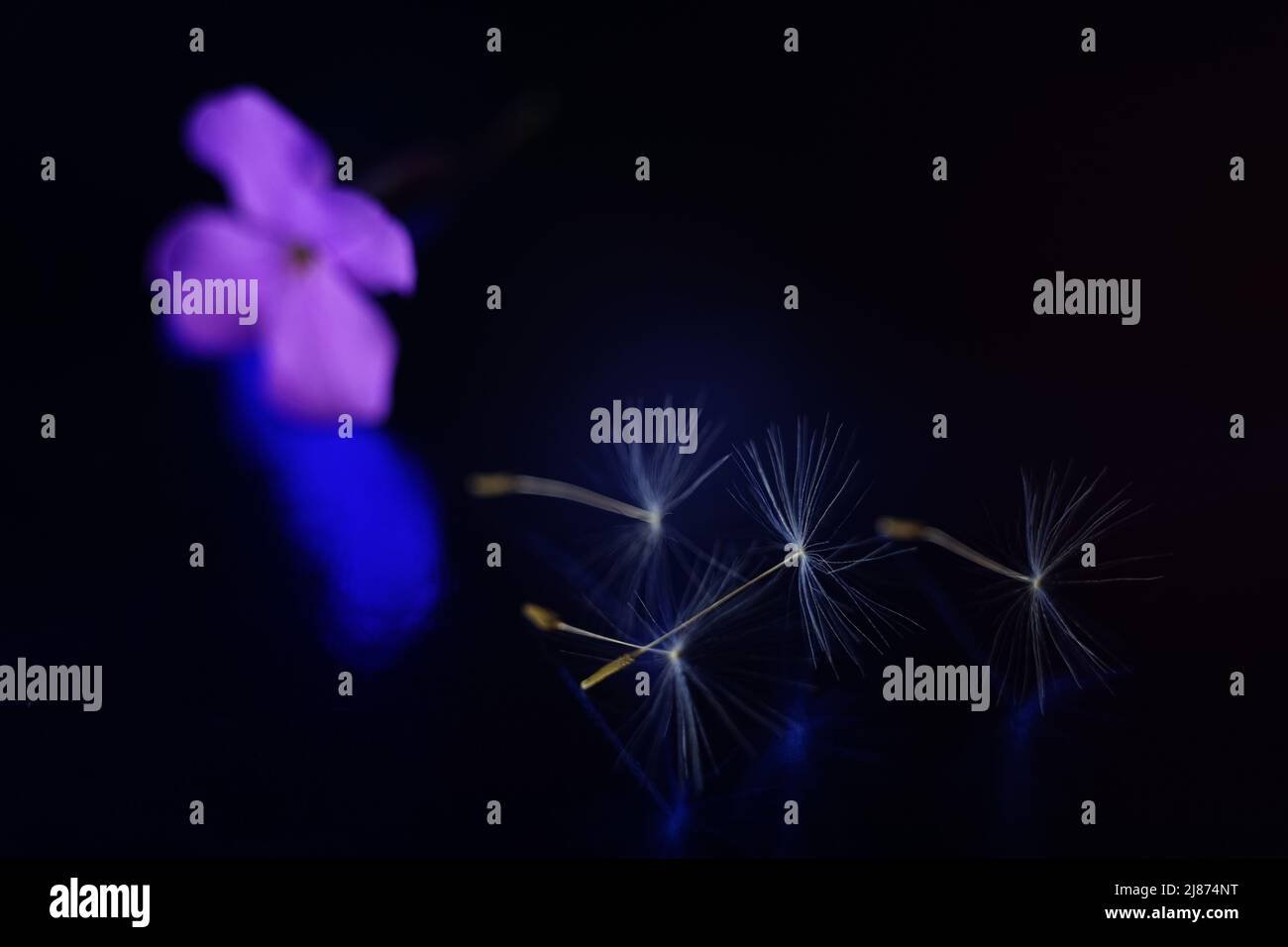 Dark light blue purple hi-res stock photography and images - Alamy