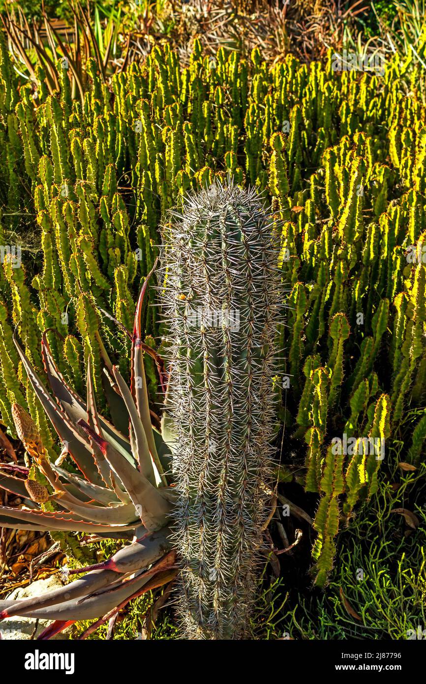 Beautiful desert cactus blooms during spring time Stock Photo