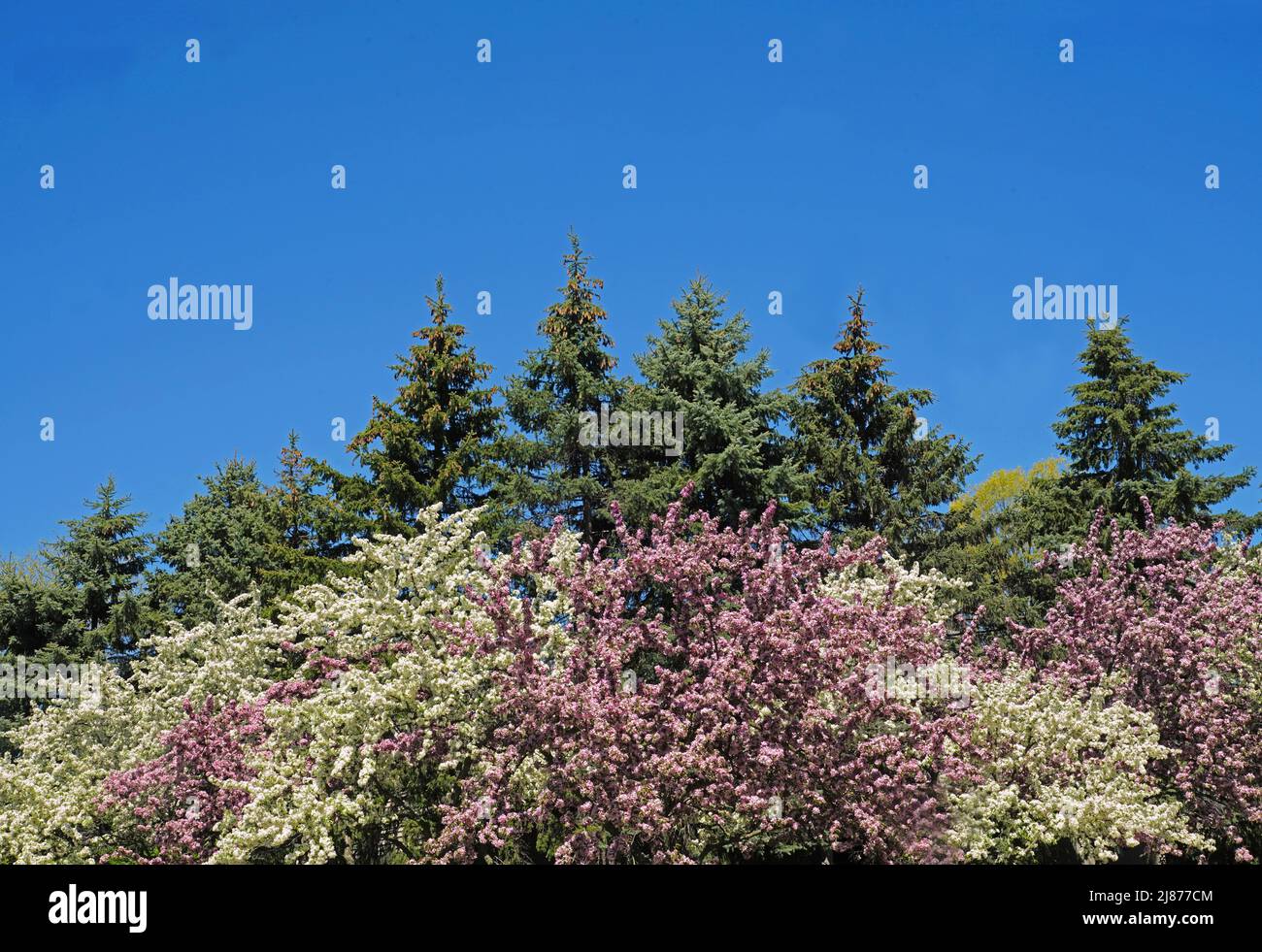 Spring blossoms with blue sky, space for type Stock Photo
