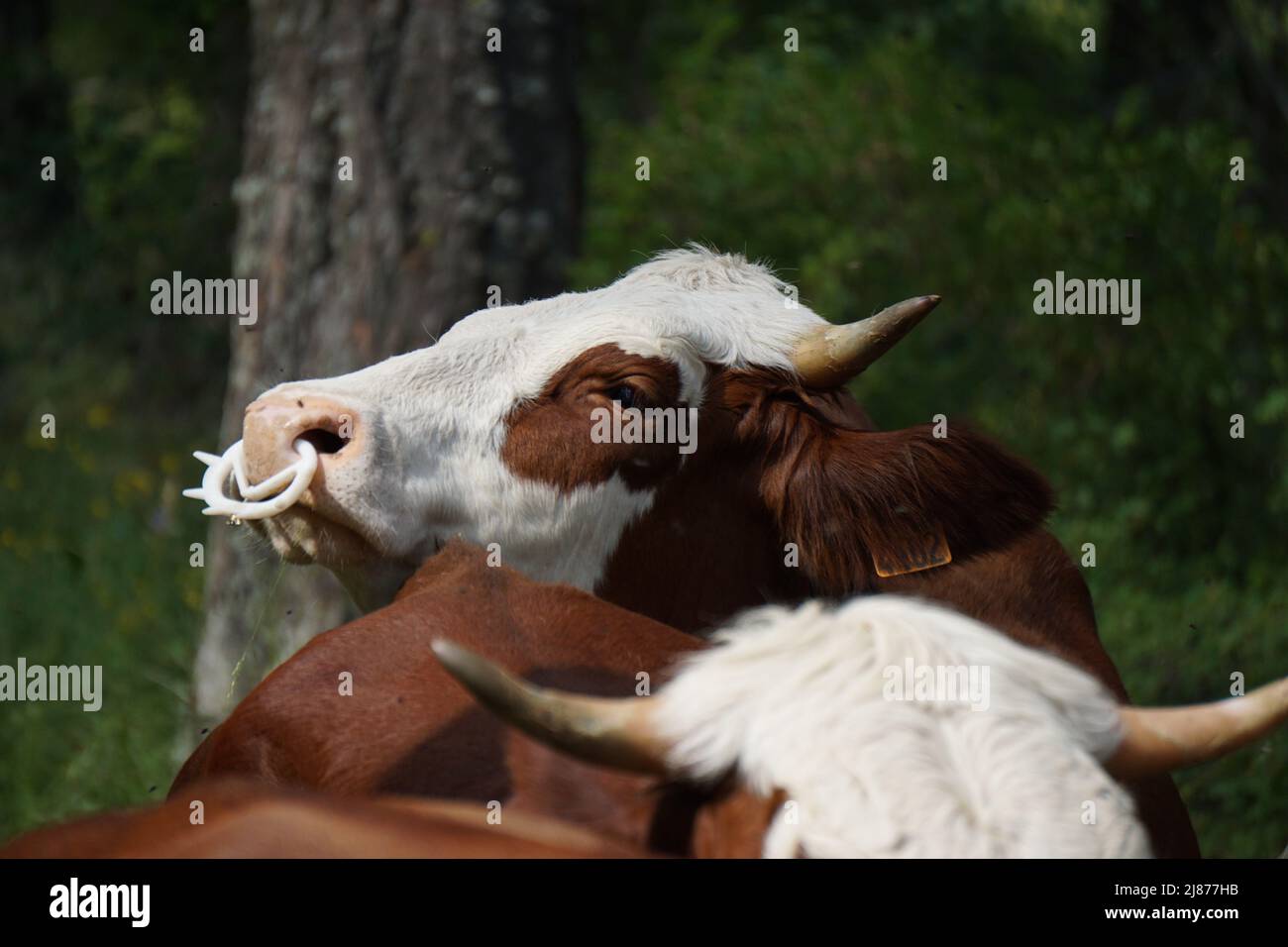 closeup of a bull's head with a nose ring Stock Photo