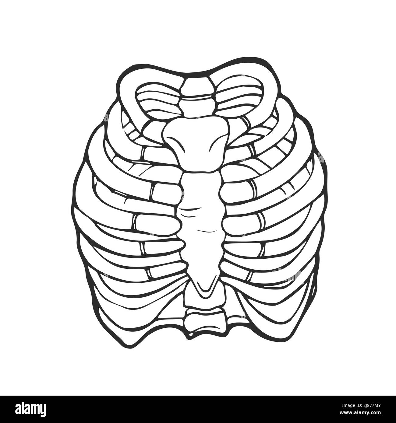 How to Draw a Rib Cage  An Easy Rib Cage Drawing