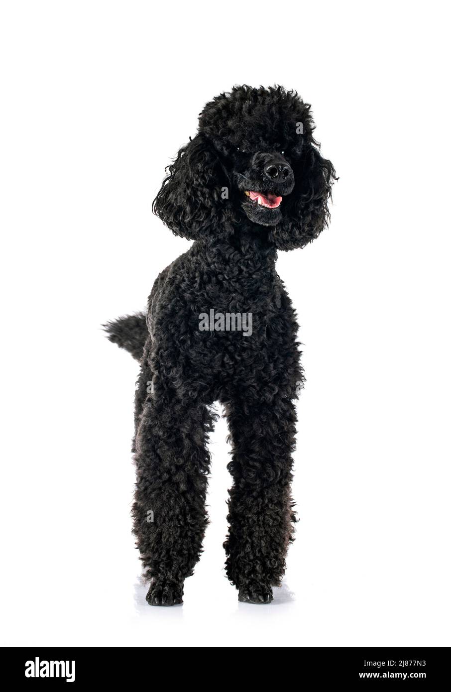 black poodle in front of white background Stock Photo - Alamy