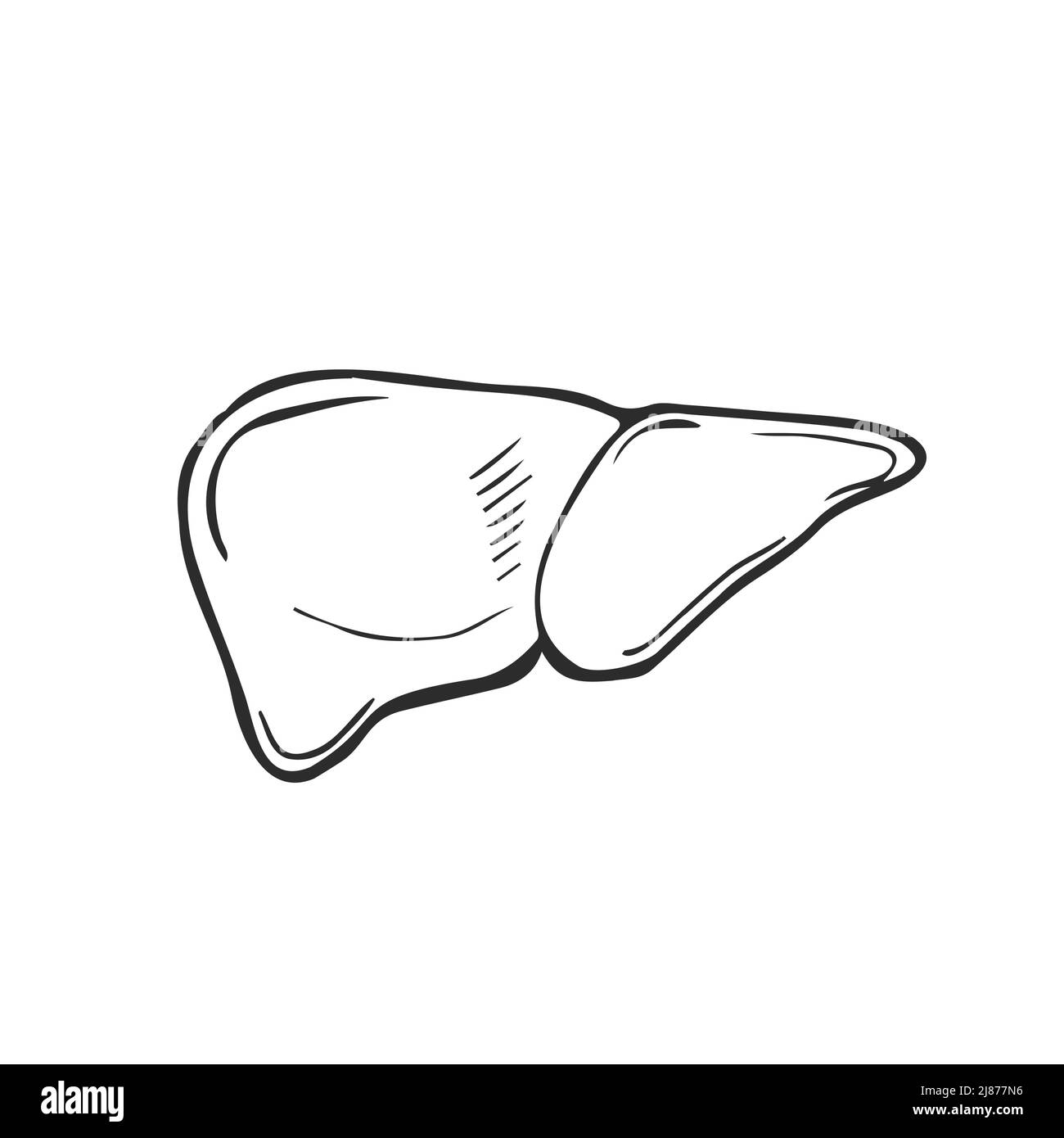 Sketch Ink Human liver, hand drawn, doodle style Stock Vector Image