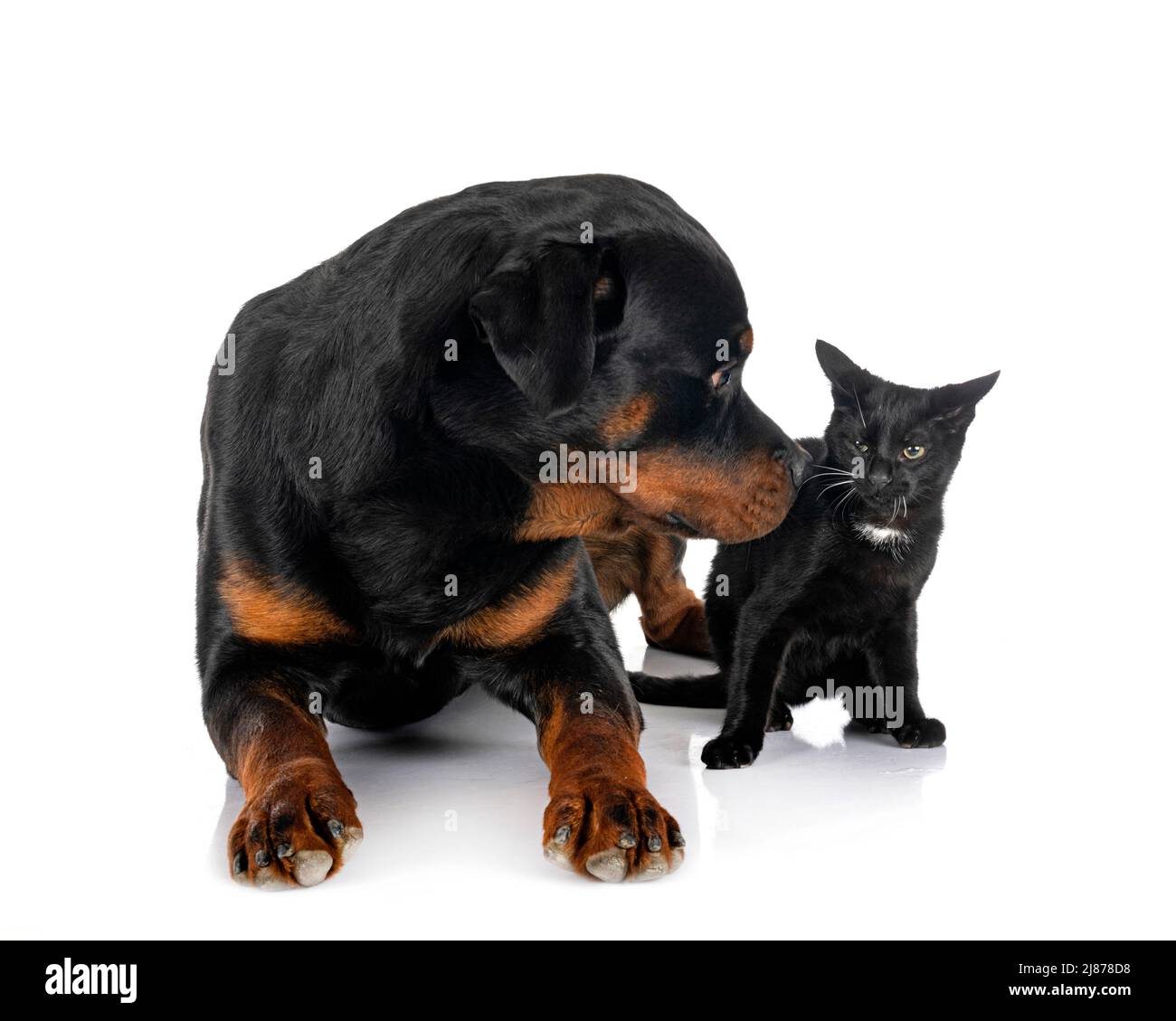 stray cat and rottweiler in front of white background Stock Photo - Alamy