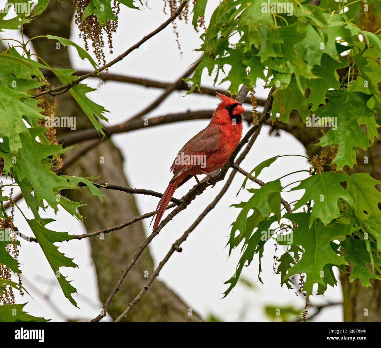Beautiful close up of a male Cardinal  on a branch.They are also known as cardinal-grosbeaks and cardinal-buntings. Stock Photo