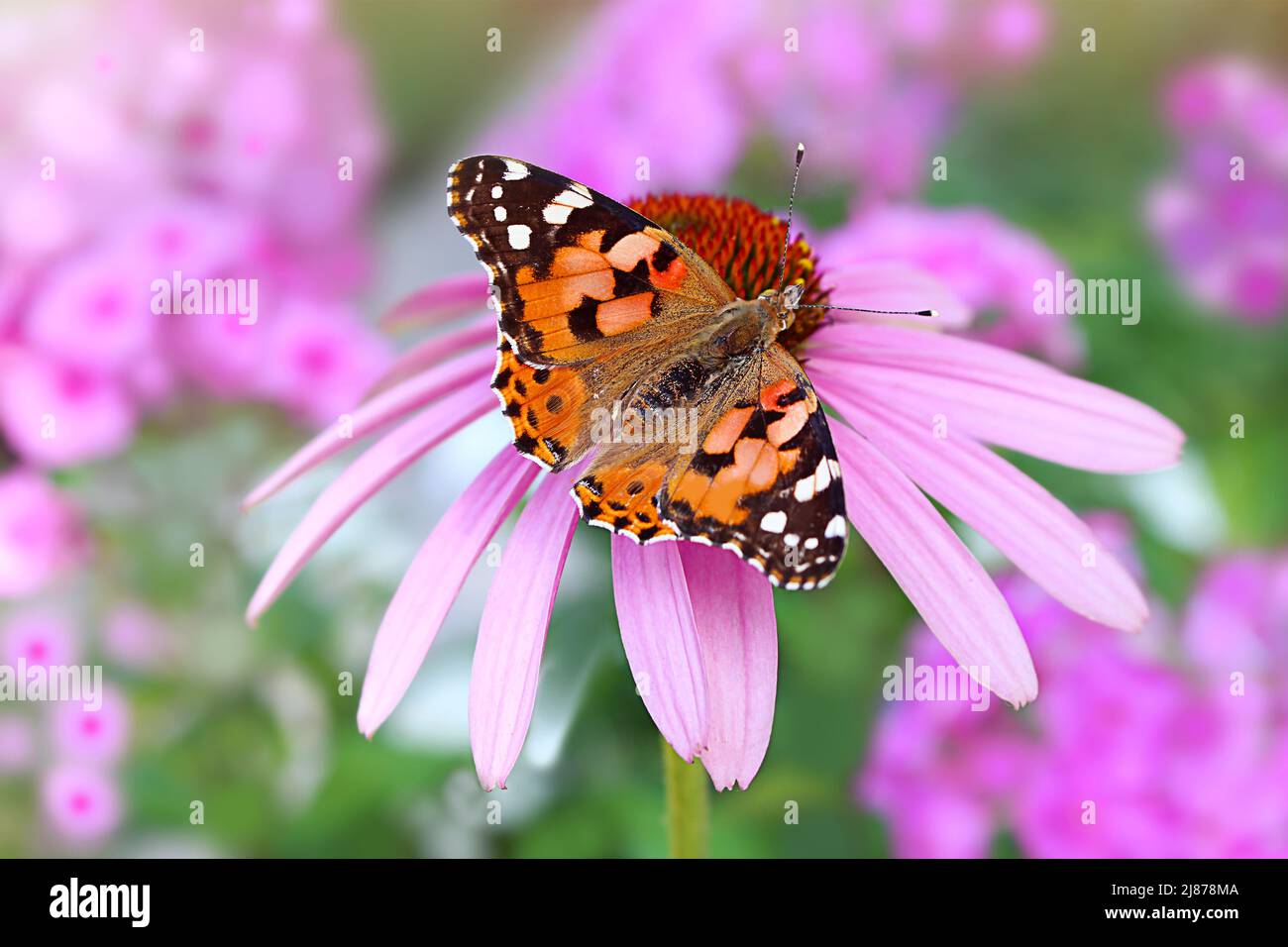 Macro of painted lady butterfly with wings up on pink coneflower, another name is Red Admiral, Latin name is vanessa cardui in garden. Purple Echinace Stock Photo