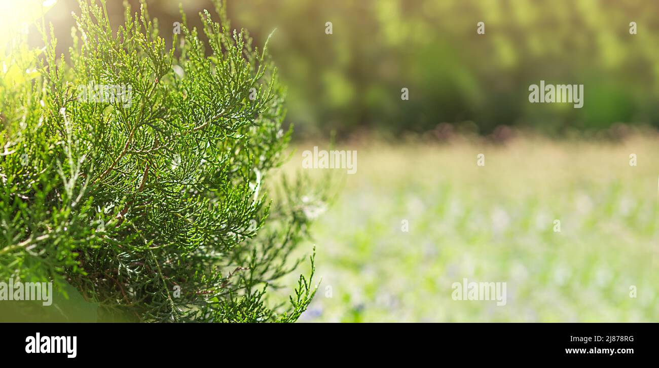 Green thuja in park with lawn grass with defocus. Spring. summer. Copy space Stock Photo