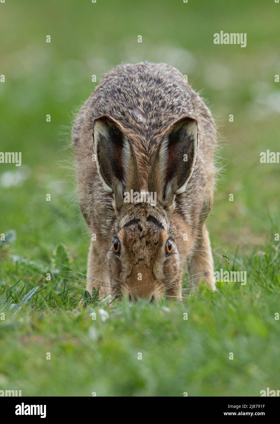 Ears, Eyes & Whiskers . A very close up Brown Hare, head down,  almost running into the camera. Suffolk, UK Stock Photo