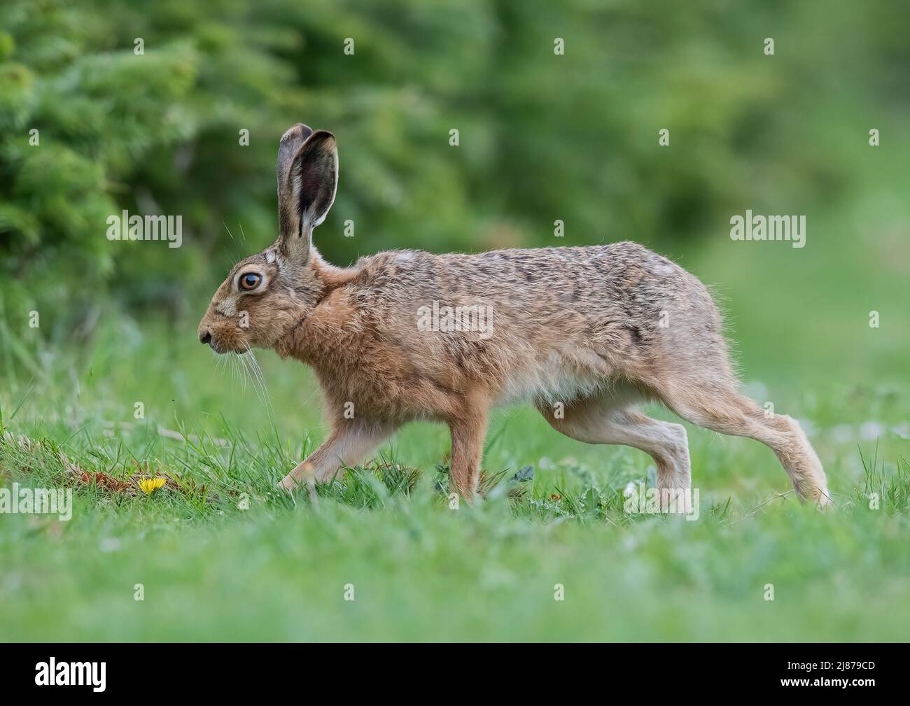 A close encounter of a big , strong healthy Brown Hare on the move  in a meadow  amongst the  dandelions  - Suffolk, UK Stock Photo