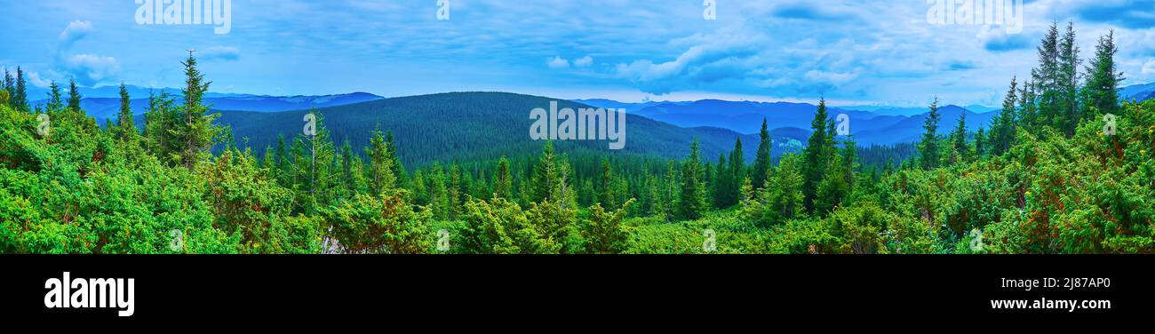 Panorama of the forest of Subalpine zone with tall spruces and juniper thickets, Mount Hoverla, Carpathians, Ukraine Stock Photo