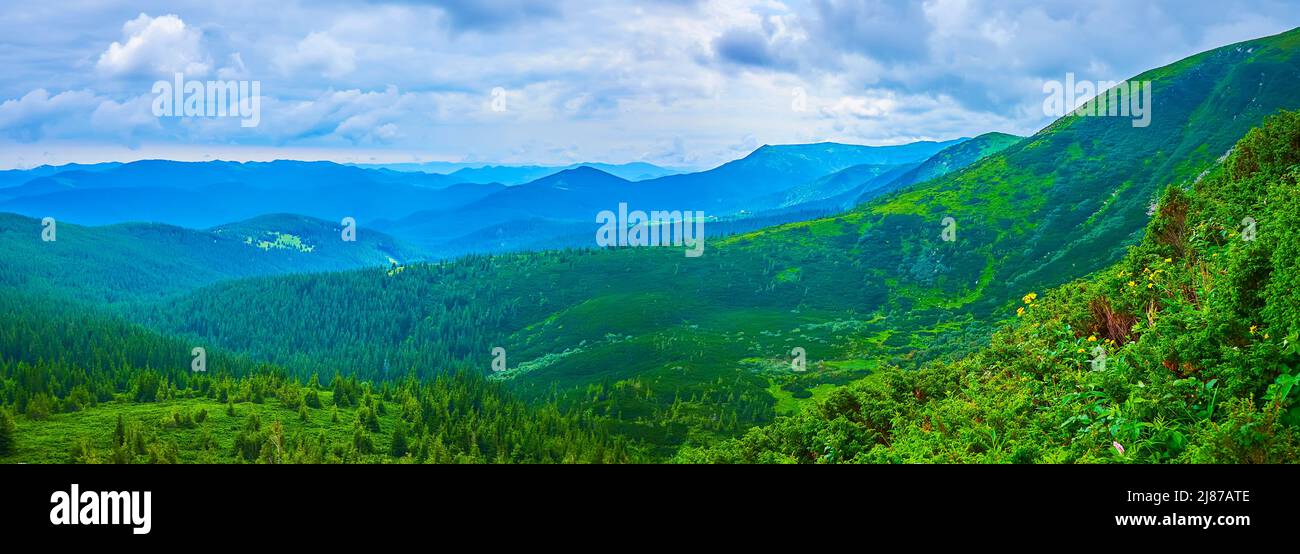 Panorama of green Mount Hoverla slopes with plants of Subalpine zone and conifer forests in valley, Carpathians, Ukraine Stock Photo