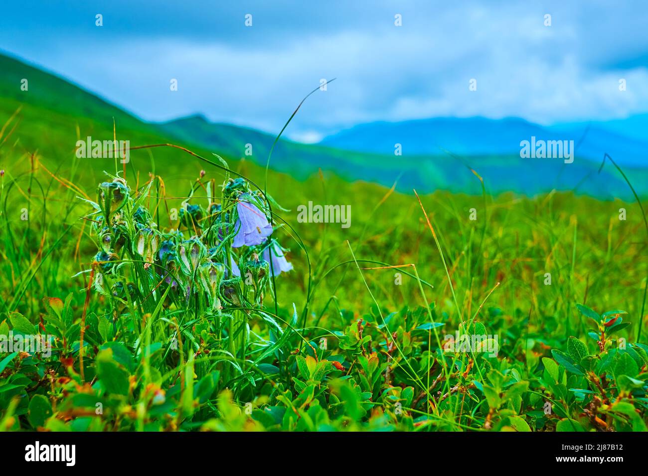 The scenic blooming meadow on the Mount Hoverla slope with a view of the low clouds and mountains of Chornohora Range, Carpathians, Ukraine Stock Photo