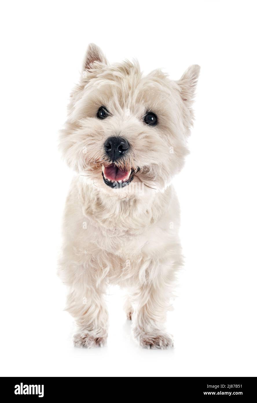 West Highland white terrier in front of white background Stock Photo