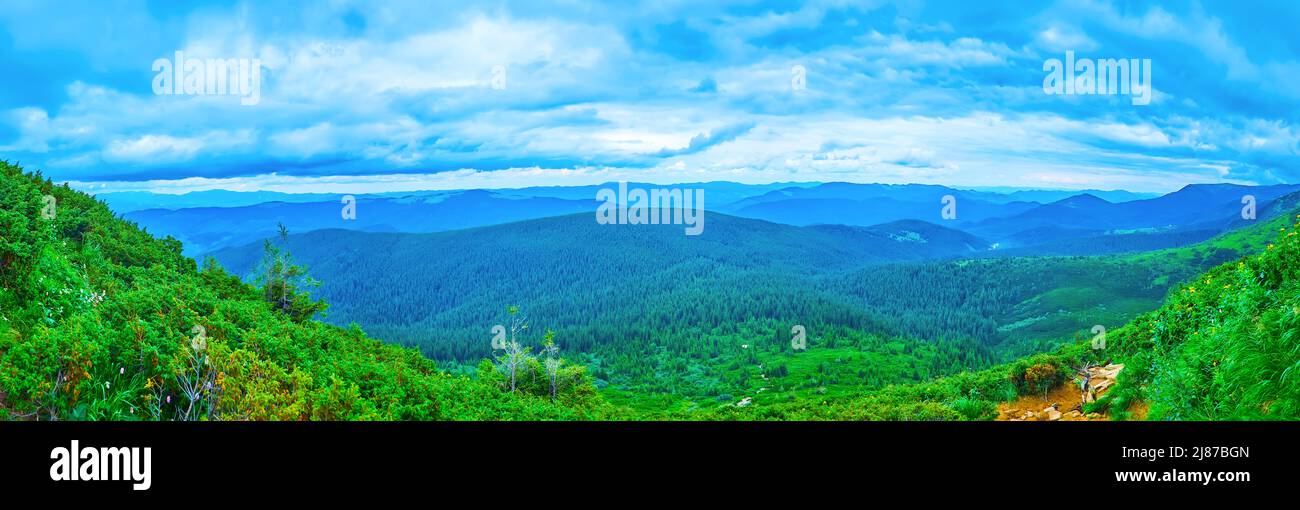Panorama of Carpathian landscape with green mountains, covered with spruce forests with juniper shrubs of Subalpine zone in the foreground, Mount Hove Stock Photo