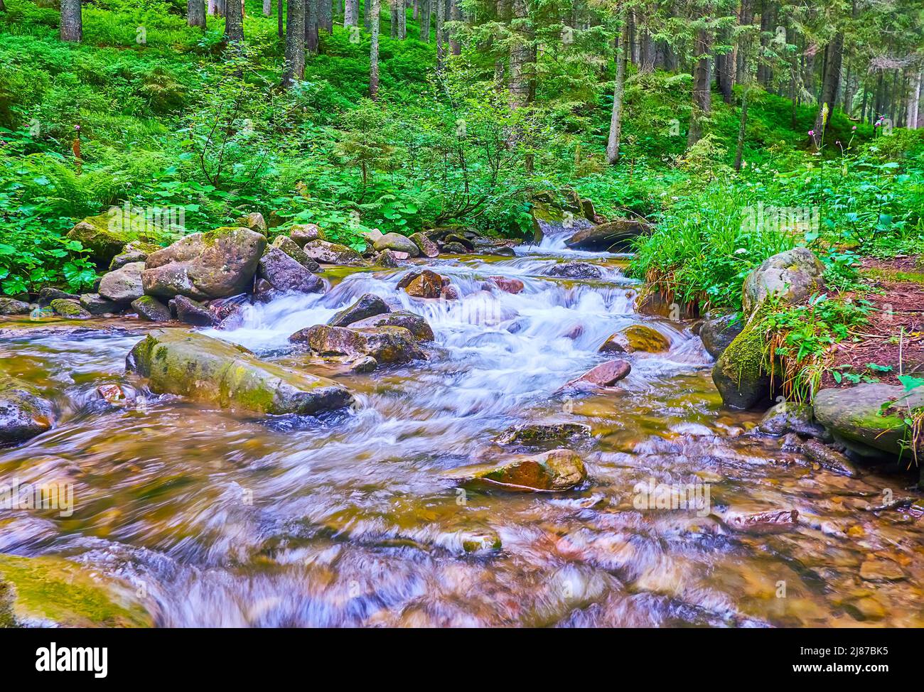 The narrow shallow creek of Prut River amid the deep forest on the slope of Mount Hoverla, Carpathians, Ukraine Stock Photo
