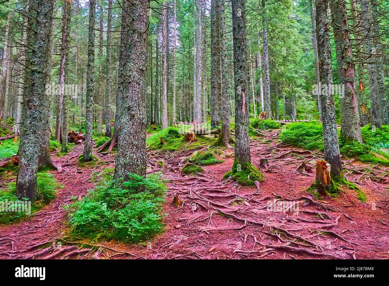 Slender tall spruce trees hi-res stock photography and images - Alamy