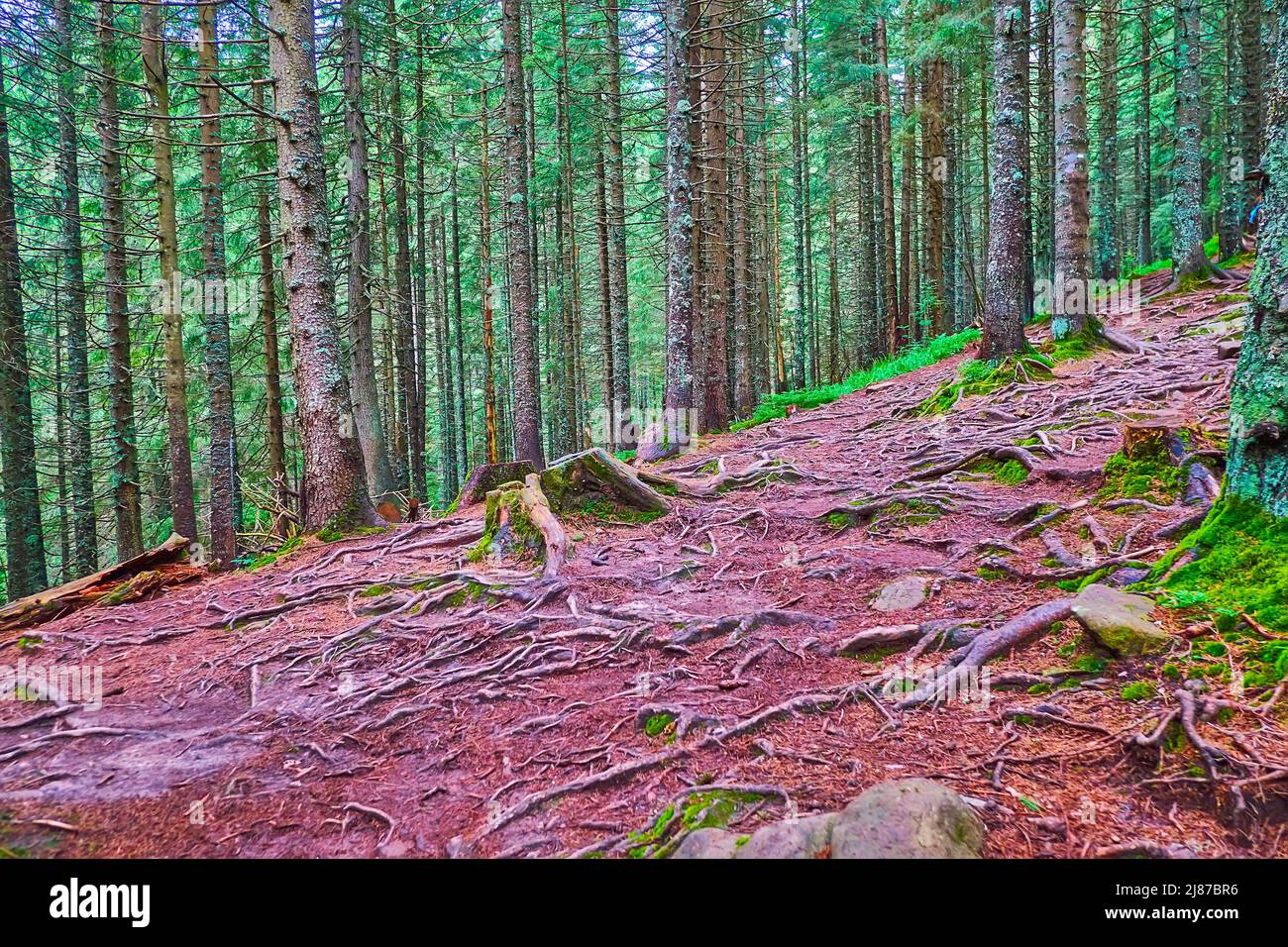 The sccenic conifer forest with tall larch trees, spread roots, red ...