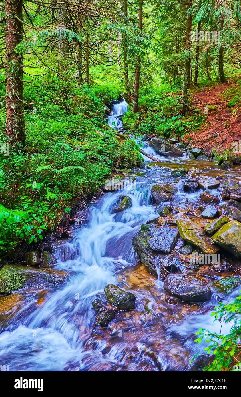 The Prut River, beginning at the Mount Hoverla an running along the deep conifer forest, Vorokhta, Ukraine Stock Photo
