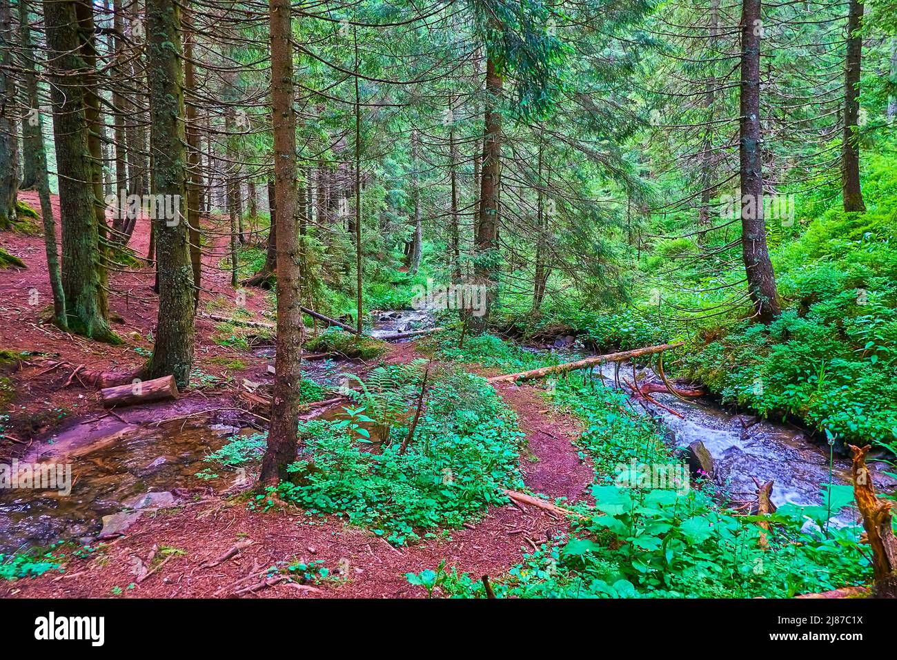 The shady conifer forest with narrow creeks and source of Prut River at the foot of Mount Hoverla, Chornohora Range, Vorokhta, Ukraine Stock Photo