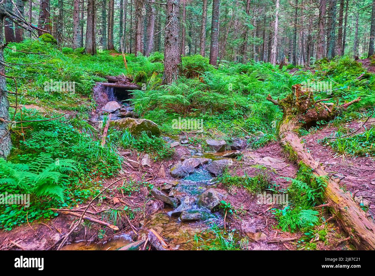 The colorful conifer forest with red soil and narrow creek, running to the Prut River, beginning at the Mount Hoverla, Ukraine Stock Photo