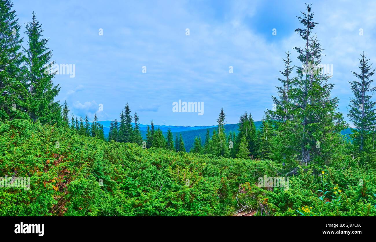 Panorama of Subalpine zone of Mount Hoverla with tall conifer trees and thickets of shrubs, Carpathians, Ukraine Stock Photo