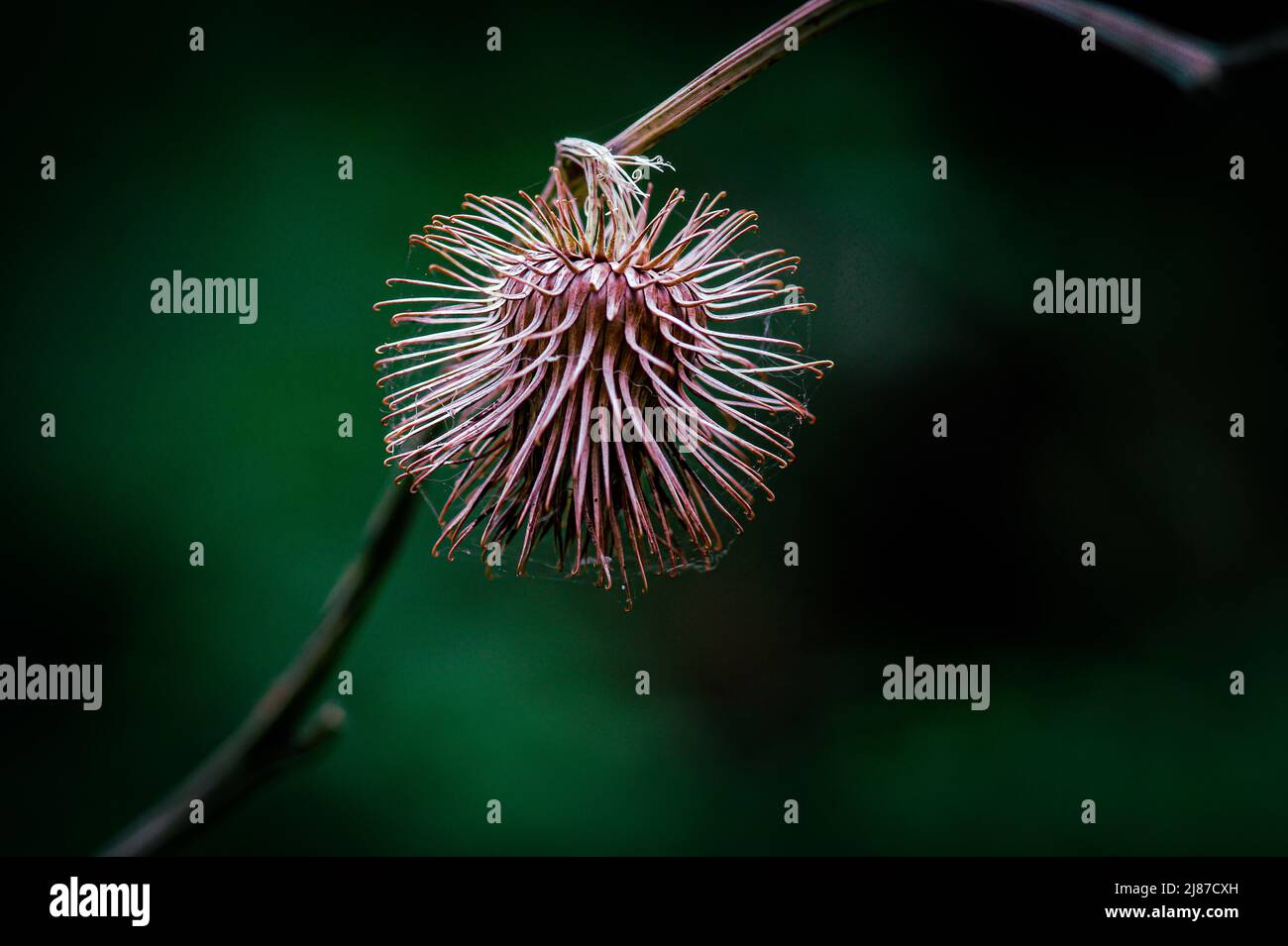 pointy bud on a branch Stock Photo