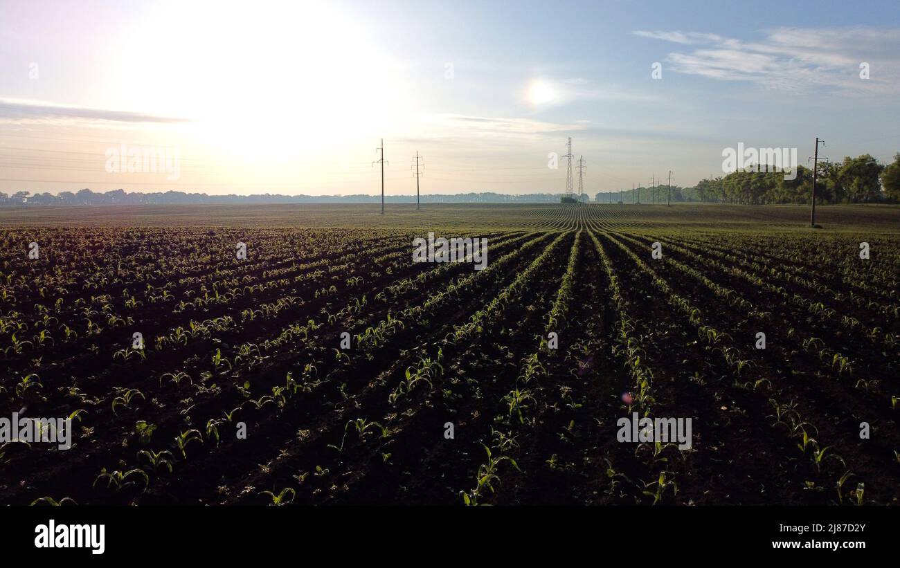 Aerial drone view flight over plowed field with young corn sprouts at dawn Stock Photo