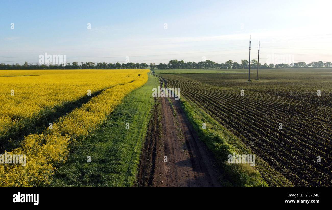 Aerial drone view flight over road between a yellow flowering rapeseed field Stock Photo