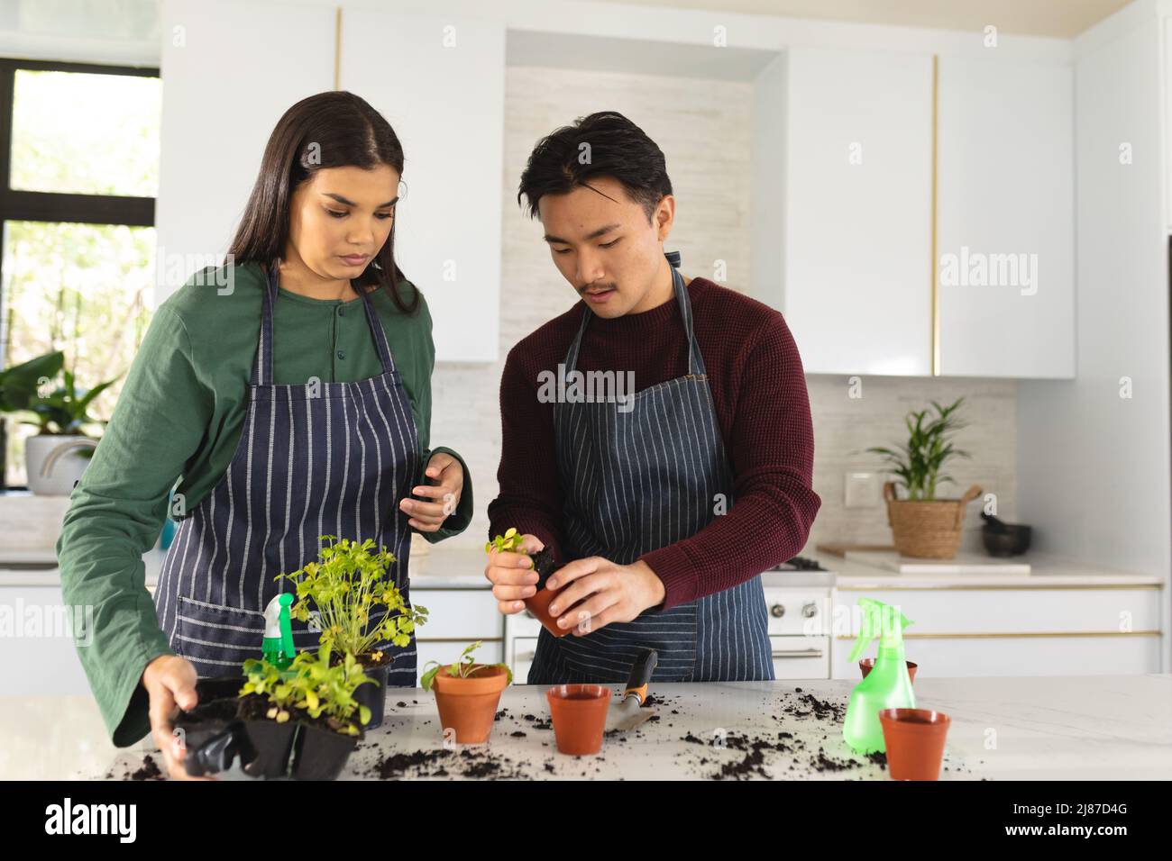 Asian plants hi-res stock photography and images - Alamy