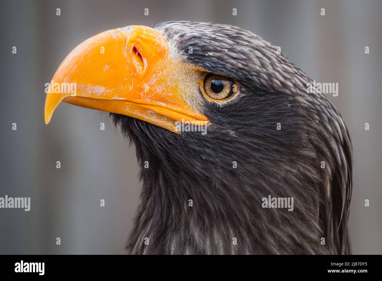 The endangered giant sea eagles are found in Pacific Russia. They