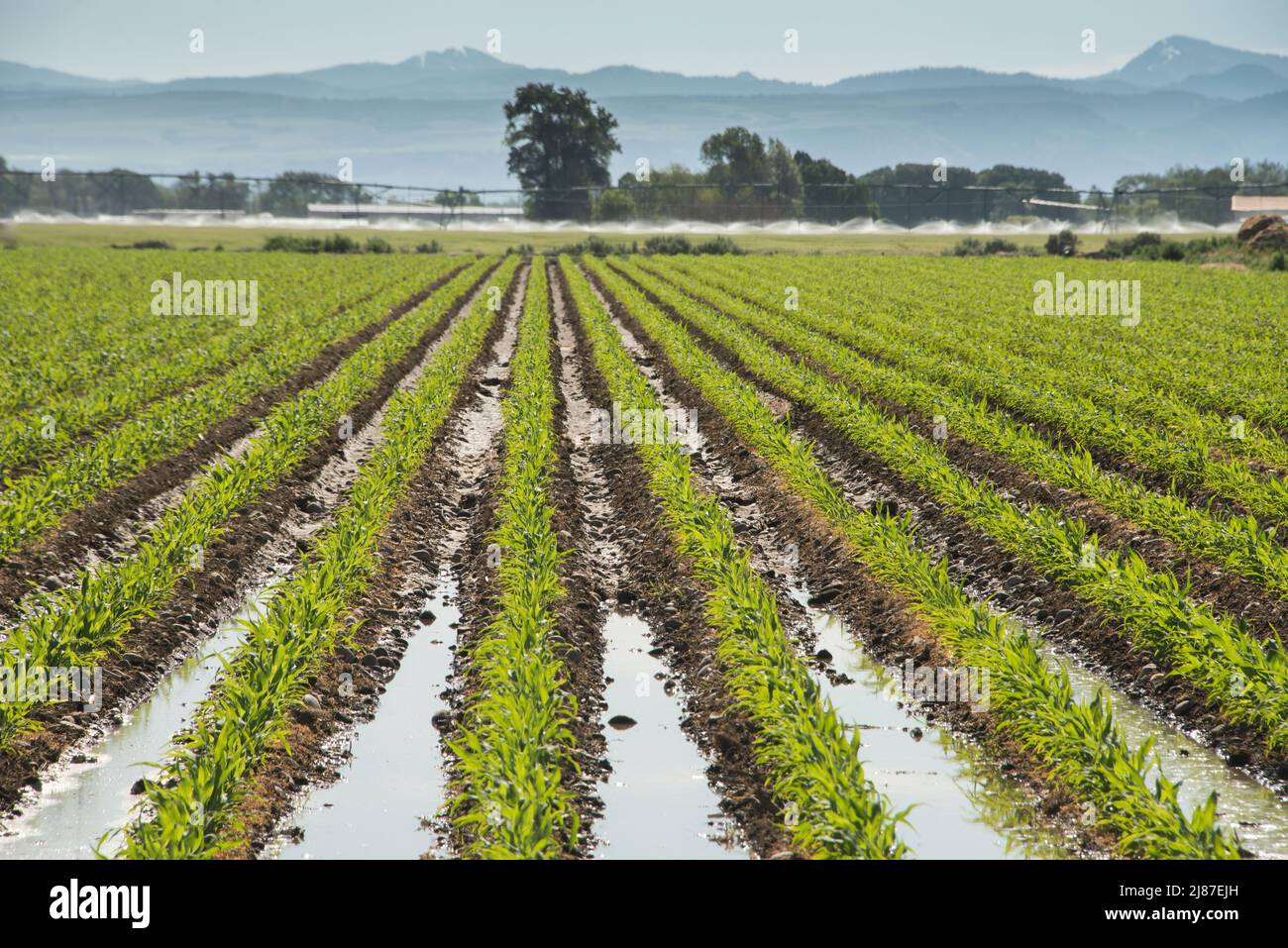 Flood Irrigated corn crop flourishes in the arid west of Lewisville, Idaho, USA. Stock Photo