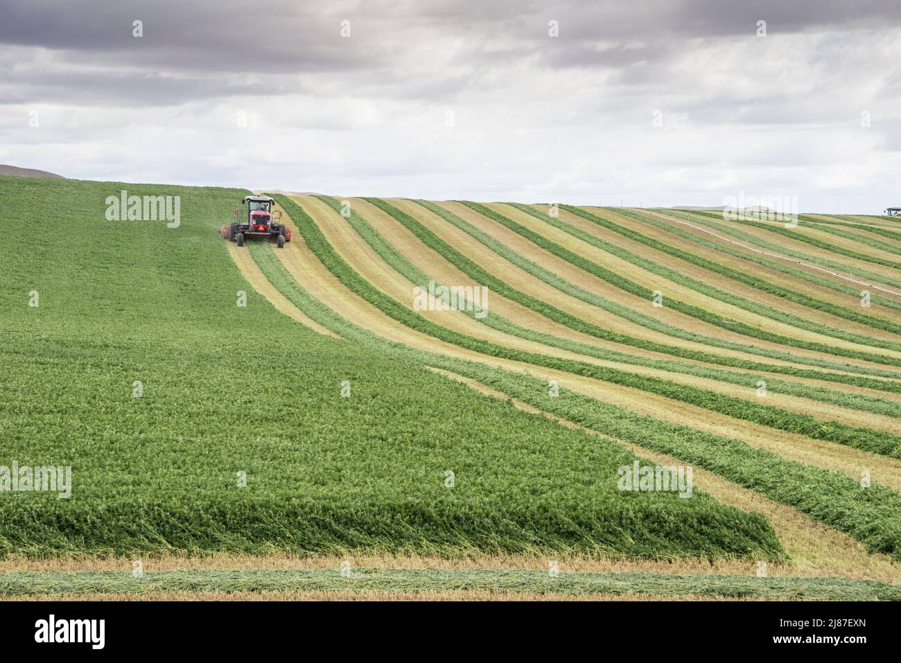 Swathing or harvesting alfalfa in Bruneau, Idaho, USA. Stripes of harvested, but green, hay, raked and ready to dry. Stock Photo