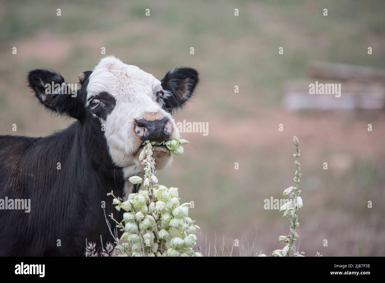 A cow eats yucca flowers on the Bighorn National Recreation Area