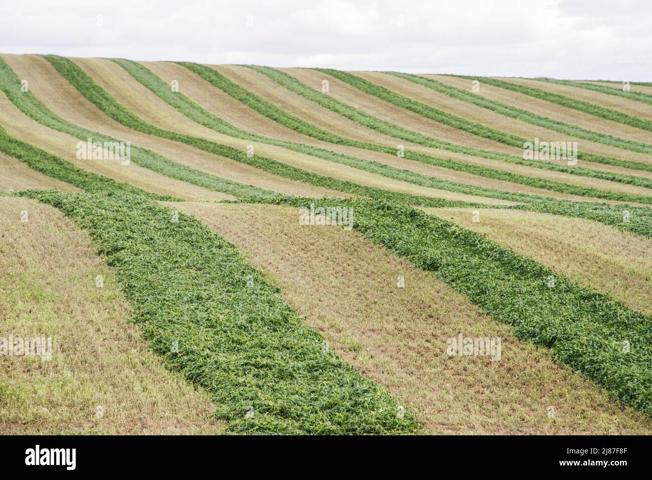 Swathing or harvesting alfalfa in Bruneau, Idaho, USA. Stripes of harvested, but green, hay, raked and ready to dry. Stock Photo