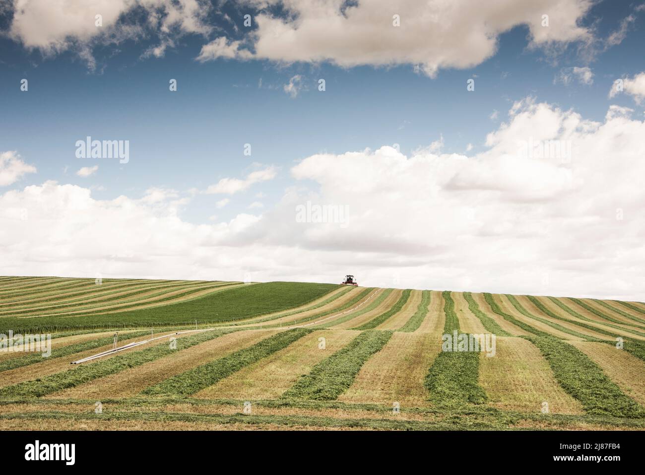 Swathing or harvesting alfalfa in Bruneau, Idaho, USA. Stripes of harvested, but green, hay, raked and ready to dry. Stock Photo